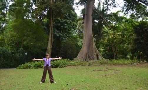 The 80-year old Kapok tree site during Philippa Lawrence’s residency, September 2013.