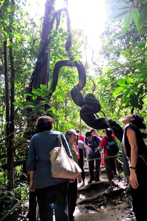 Singapore Insights: BioDiverseCity