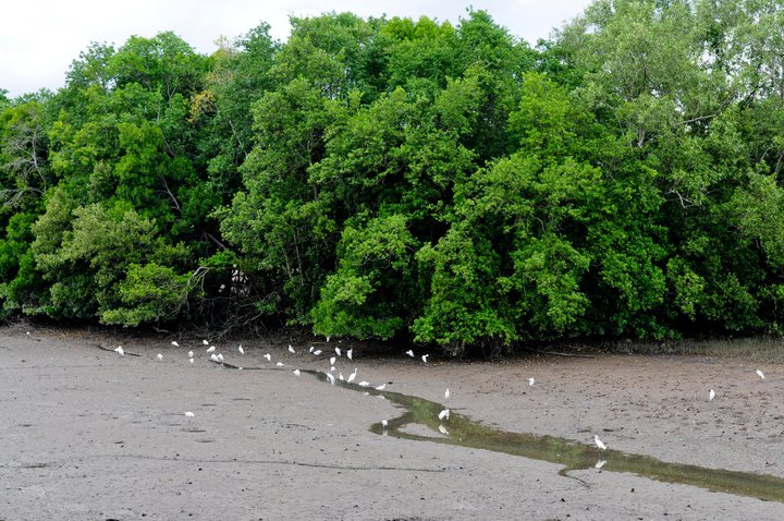 Singapore Discovery Weekends: #2 Biodiversity Conservation