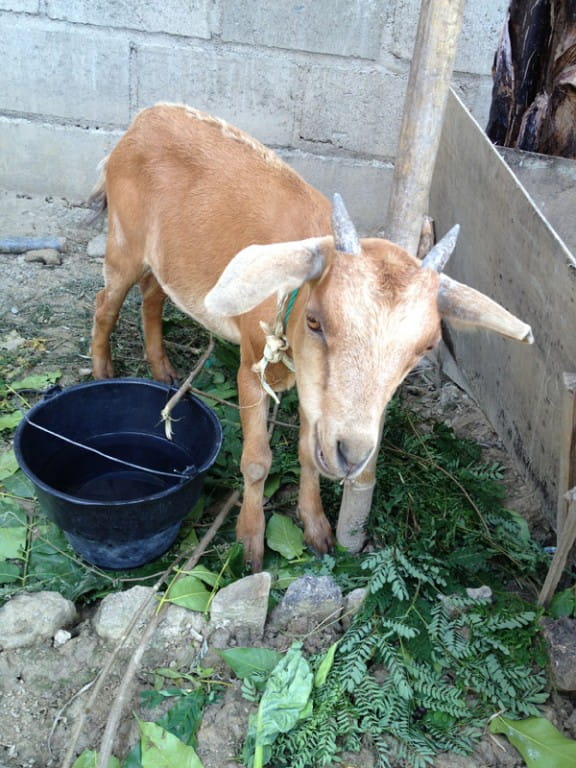 For my farewell, the church purchased a goat.